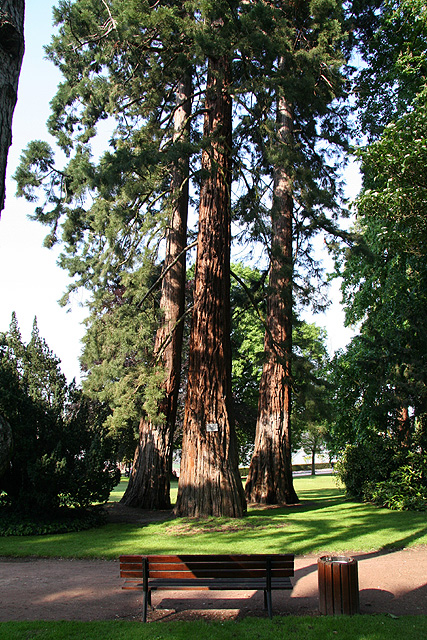 sequoiadendron giganteum