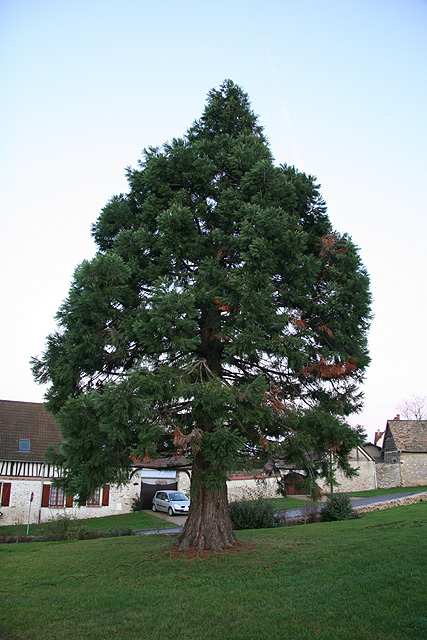 Séquoia géant à Saint-Aubin-sur-Gaillon  ©Stéphane Sudré