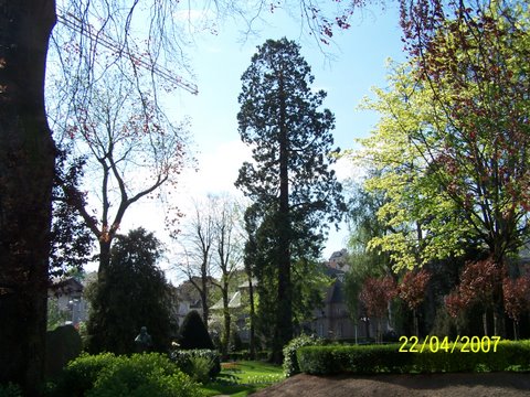Séquoia géant à Aurillac