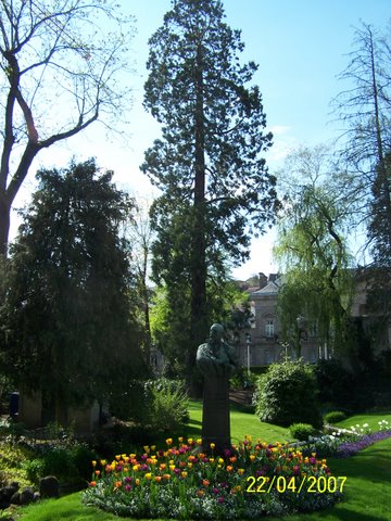 Second séquoia à Aurillac