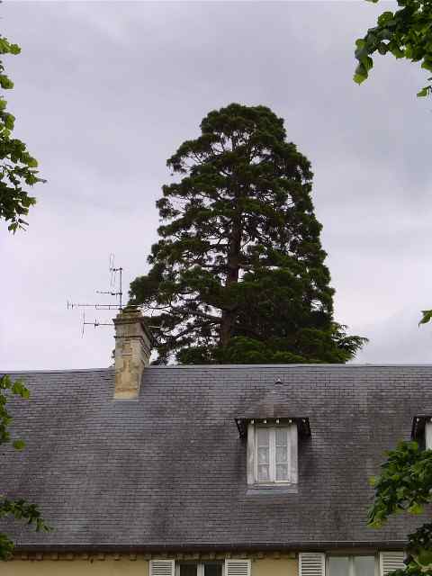 Séquoia géant  Bayeux © Eric Touya