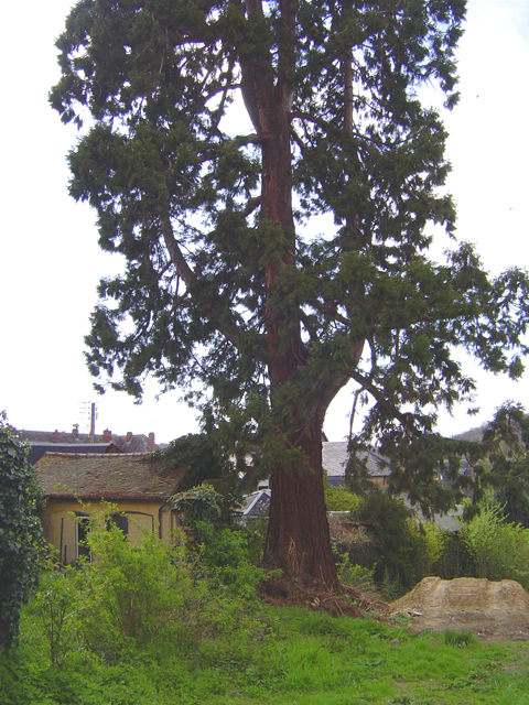 Séquoia géant, Brionne © Eric Touya