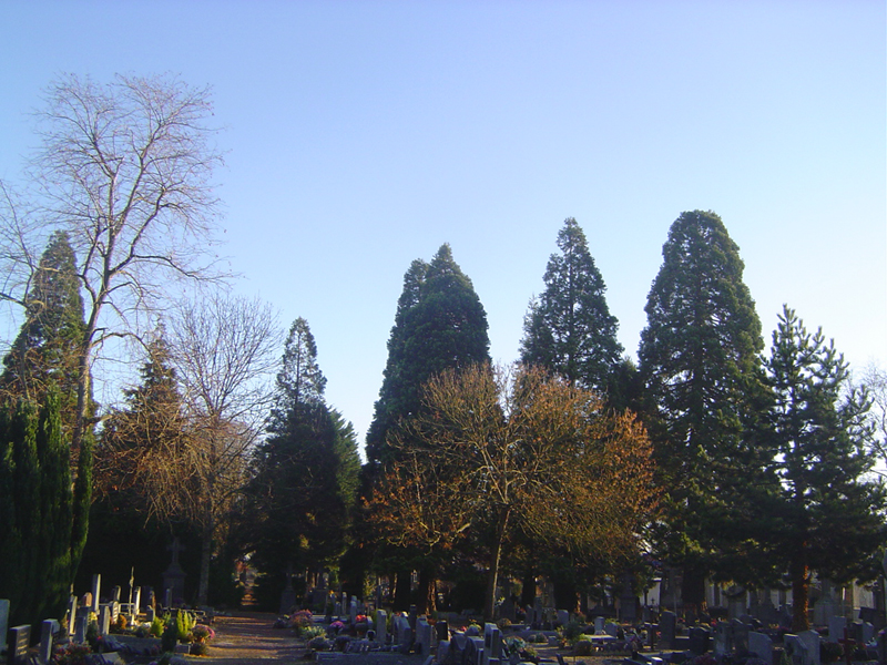 Allée de séquoias géants au cimetière Clémenceau © Eric Touya