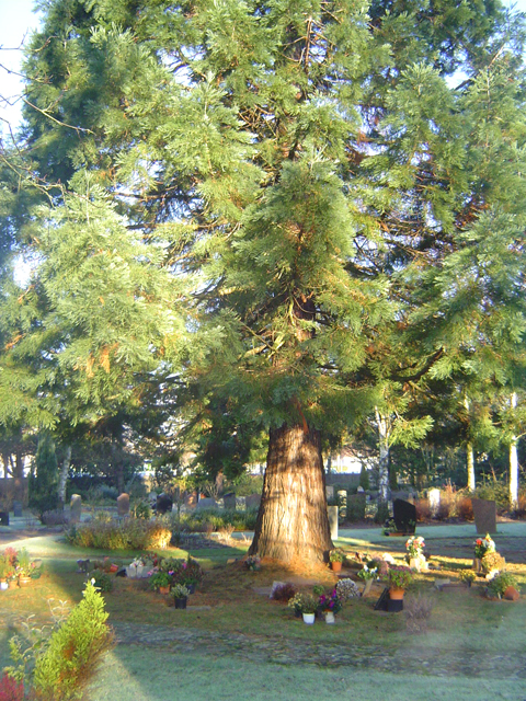 sequoiadendron giganteum © Eric Touya