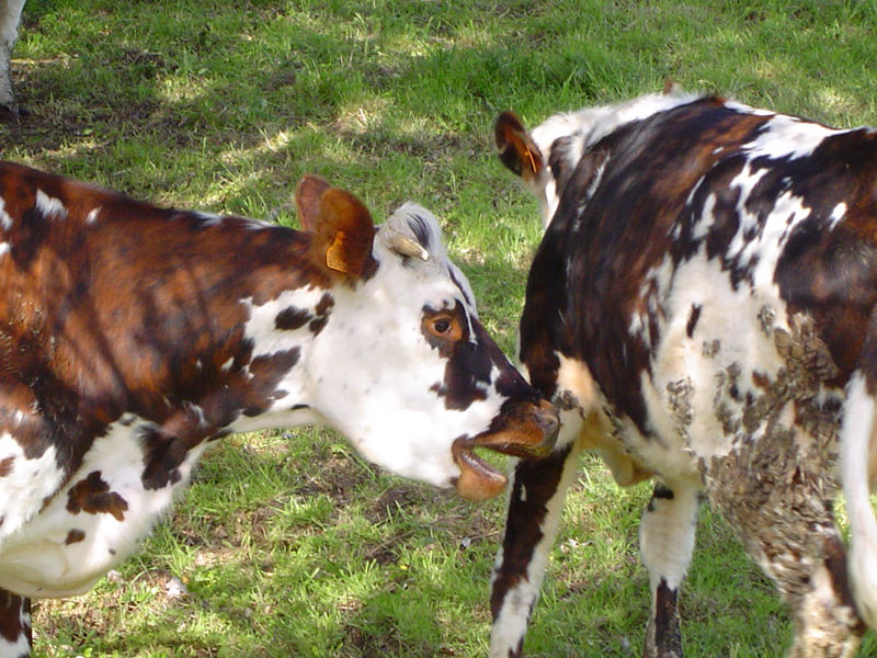 Vaches normandes à Camembert © Eric Touya