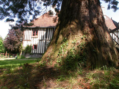 Tronc du séquoia et décor bien normand! © Lionel Berthomier