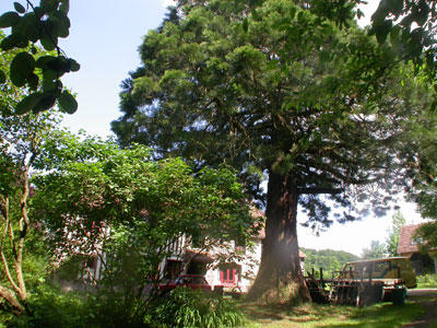 Séquoia géant  Ecorches © Lionel Berthomier