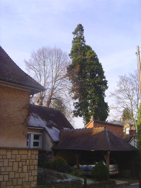 Séquoia géant, Rue Meunier à Evreux © Eric Touya