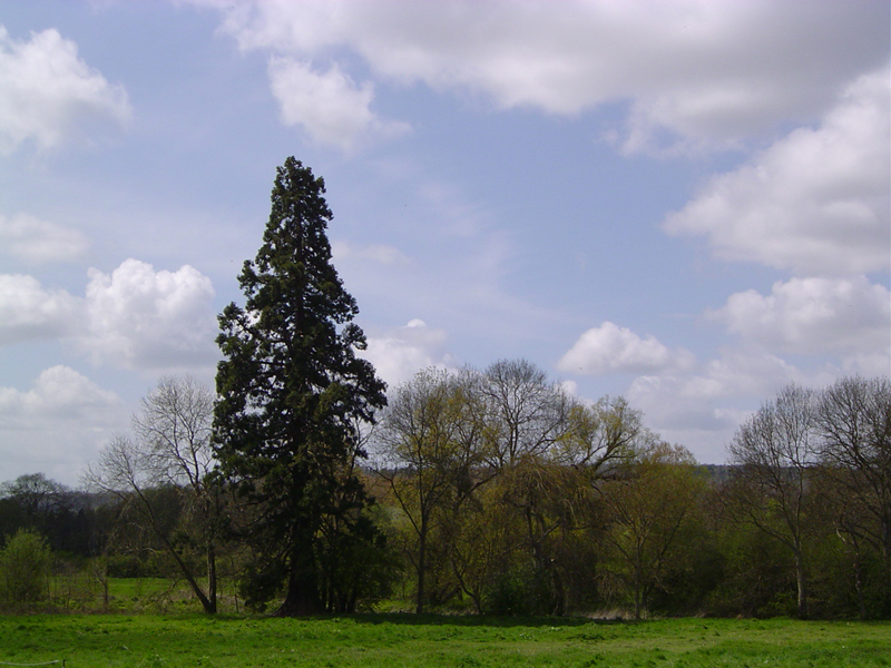 Séquoia géant au bord de la Risle © Eric Touya
