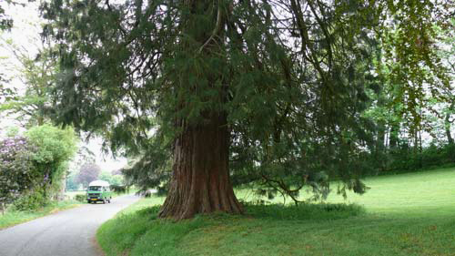 Séquoia géant au Mont de Cerisy © Han van Meegeren