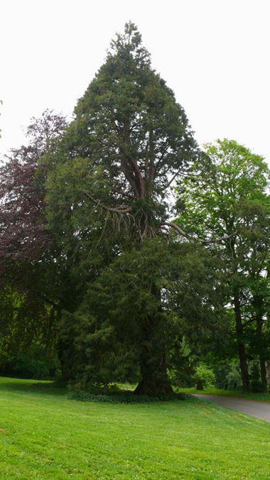 Séquoia géant au Mont de Cerisy © Han van Meegeren