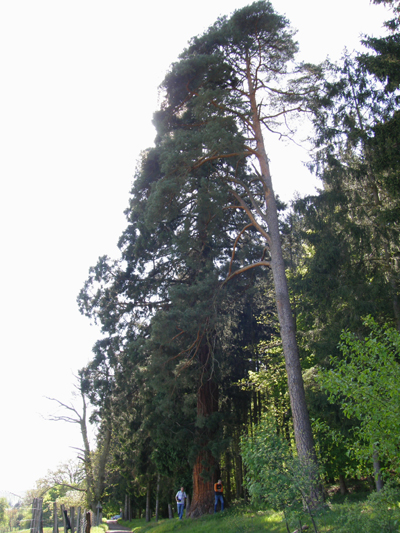 Ancien arboretum de Niederbronn © Régis André