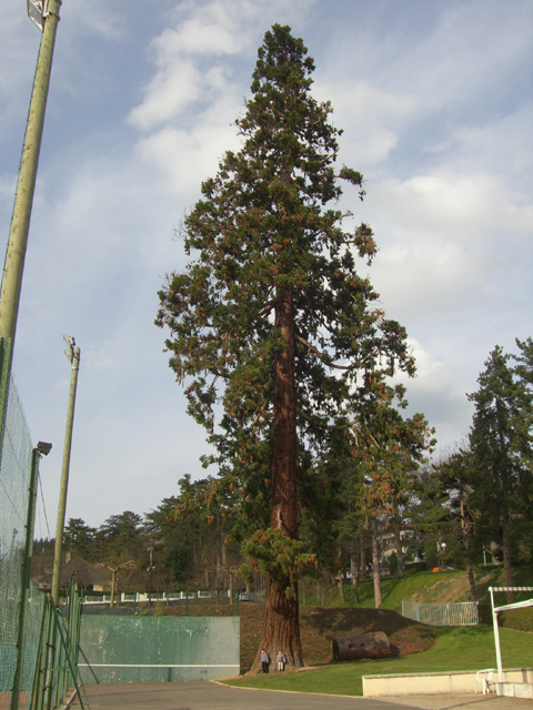 Séquoia géant, Saint-Galmier : notez la taille imposante de l'arbre par rapport aux deux enfants... © François Couturier