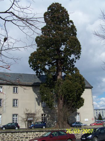 Second séquoia à Saint-Flour