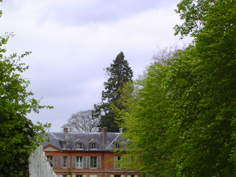 Séquoia géant à Saint-Maclou © Eric Touya