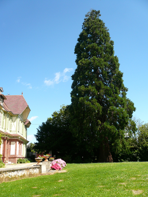 Belle implantation de séquoia géant à Saint-Ouen du Tilleul © Michel Lefèvre