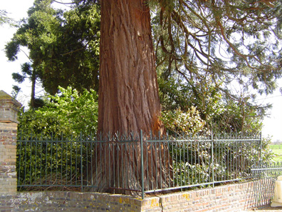 Sequoiadendron giganteum © Eric Touya