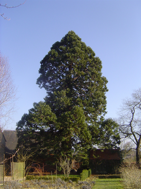 sequoiadendron giganteum © Eric Touya