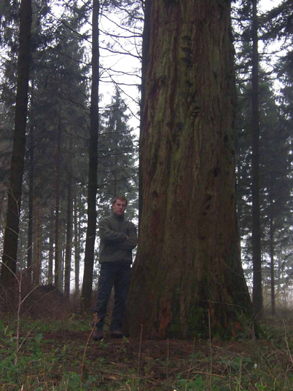 L'arbre a une circonférence de 4m10